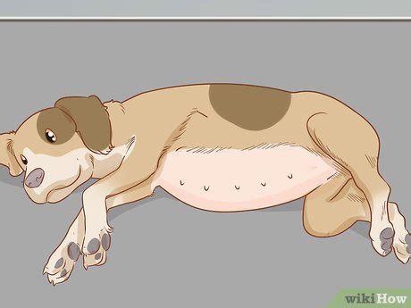 how to prevent pyometra in dogs