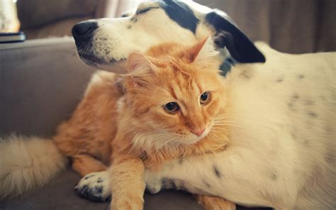 Wallpaper Dog and cat, friends 5120x2880 UHD 5K Picture, Image