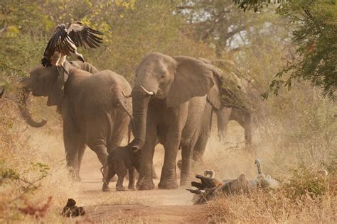 Private Game Drive Safari in Hoedspruit