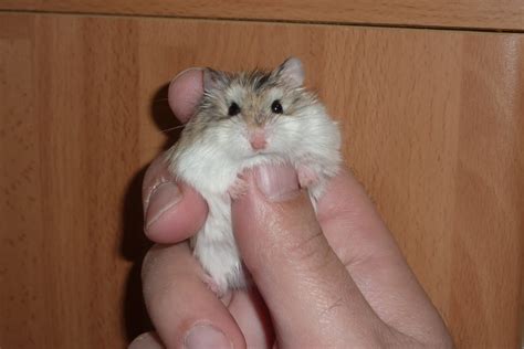 La Cueva de Olivia: mis dos hamsters Roborowski