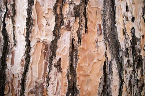 bark   pine  stock photo  vecteezy