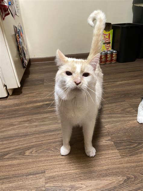 Something popped up on my cats face in the last three days! : r/CATHELP