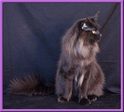 Dragginslair Maine Coons - Males Page