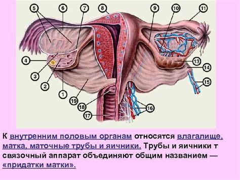 ЛЕКЦИЯ Преподаватель Тихонова Т А Женские половые