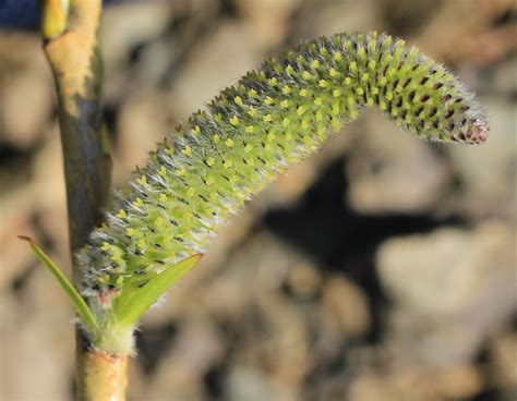 Salix miyabeana - Изображение особи - Плантариум