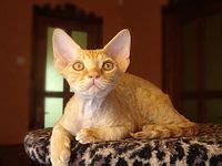 Devon Rex - Wikipedia