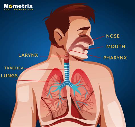 Respiratory System
