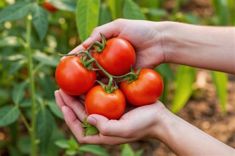 how to take care of tomato plants in pots