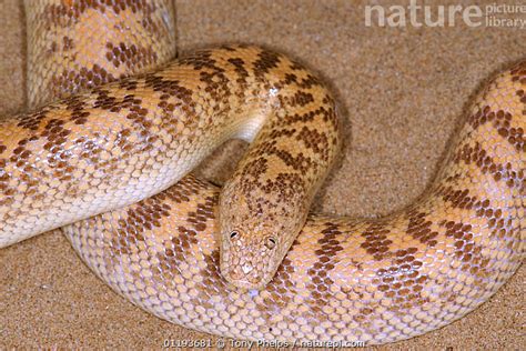 Stock photo of Arabian Sand Boa (Eryx jayakari) Sharjah, UAE. Available
