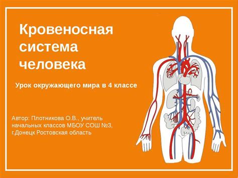 Презентация "Кровеносная система человека (4 класс)" - скачать бесплатно