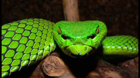 Víbora – Quais os perigos de ser picado por essa serpente venenosa?