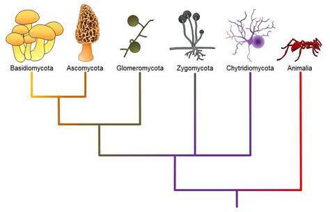 Classifications of Fungi – Biology 2e | Fungi, Kingdom fungi, Stuffed ...
