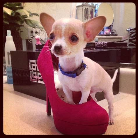 Miniature Apple Head Chihuahua