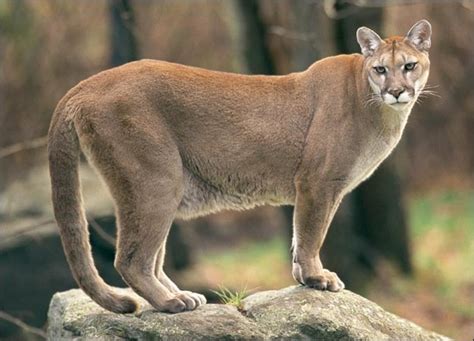cougar panther puma  mountain lion americas  largest