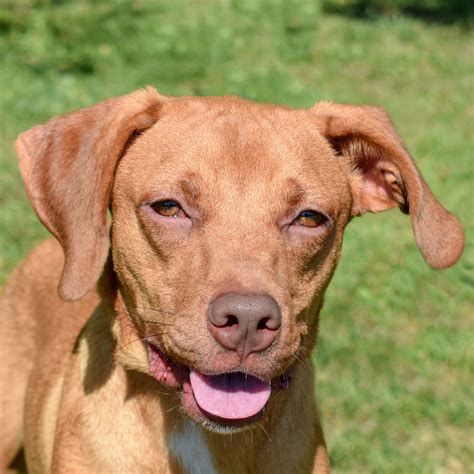 Vermilion - Animal House Shelter