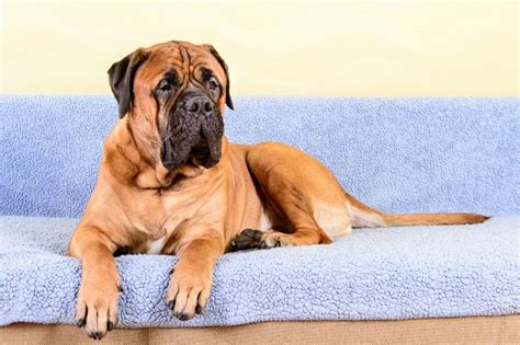 Is the Bullmastiff a good guard dog? - DogsPlanet.com