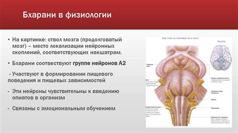 Накшатра Бхарани - презентация онлайн