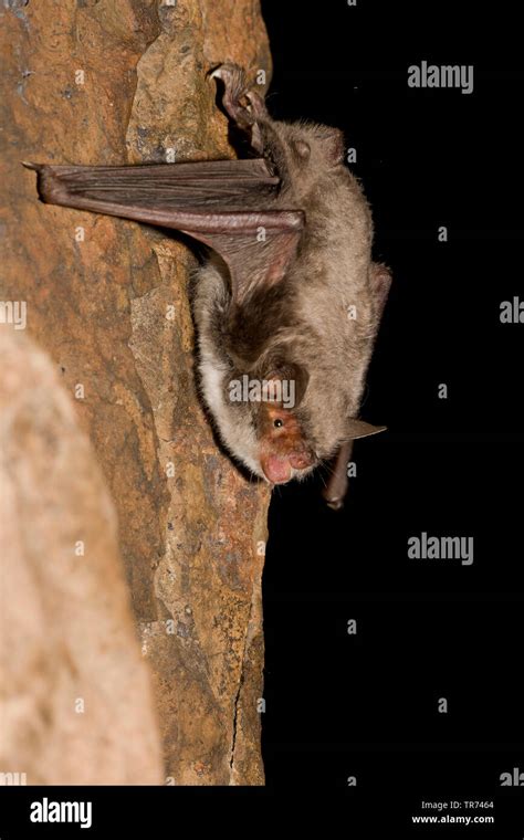Bat mouth open hi-res stock photography and images - Alamy