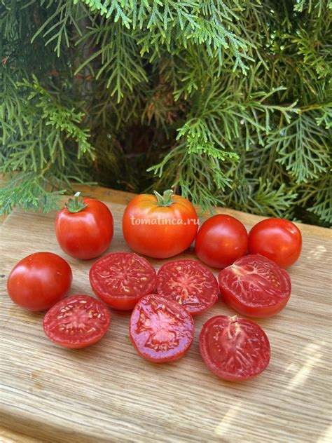 Тётушка – Tomatinсa.ru