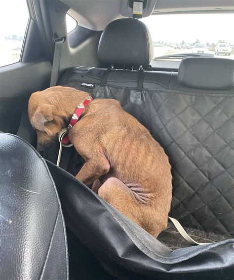 Shutdown Shelter Dog Makes The Most Amazing Transformation - The Dodo