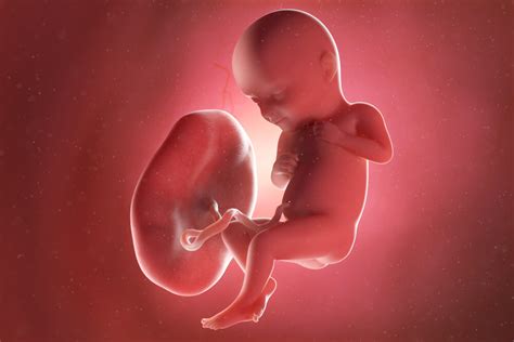 What Is Placenta Banking? | Cells4Life - UK's Only Placenta Bank