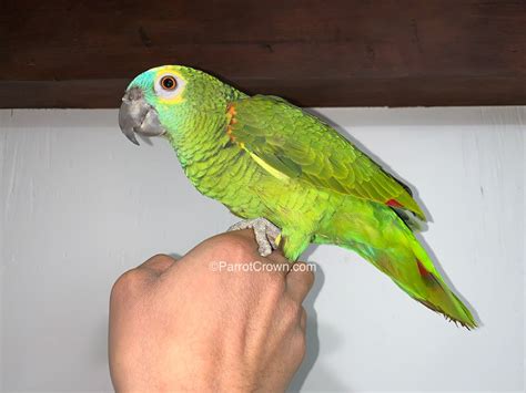 Blue Fronted Amazon - ParrotCrown.com