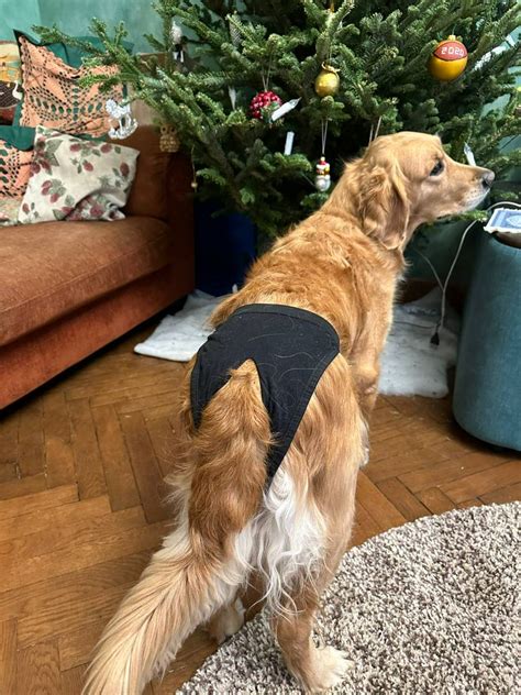 Выкройка трусов для собаки - Dress for dogs - скачать на Wildberries ...