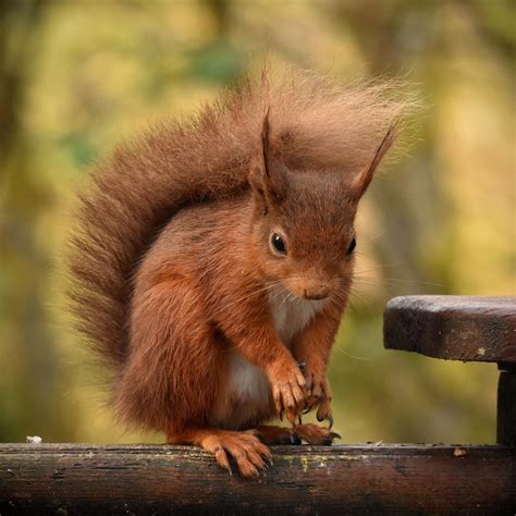 Morning visitor by KatesWildPlaces on DeviantArt