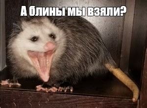 Создать мем "А блины мы взяли? (опоссум, орущий опоссум, злой опоссум ...