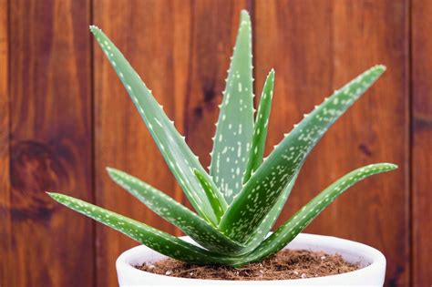 identify medicinal aloe vera plant grow  yard