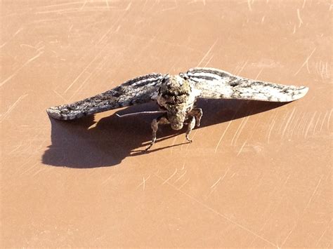 Strange moth in the desert