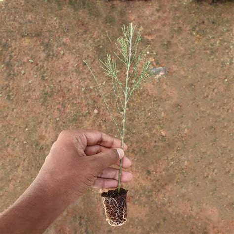 Casuarina plant-Savukku Maram - Santhi Online Plants Nursery