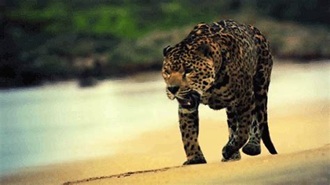 spotted animals wild animals gif wifflegif