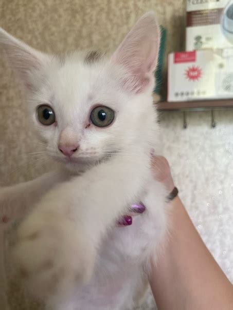 Give away kittens ! Two girls and a cat | Подслушано | Спасск | VK