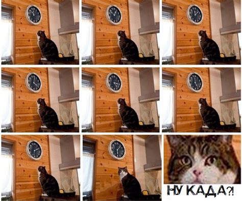 Как получить галочку в Тик Токе? Проходим идентификацию