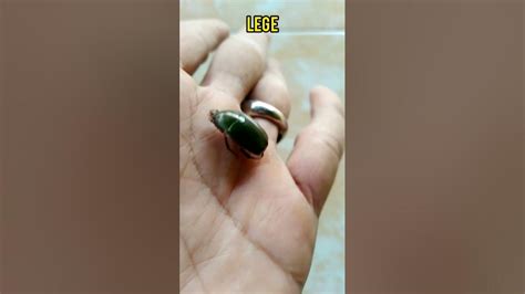 lege serangga hewan langka shorts youtube