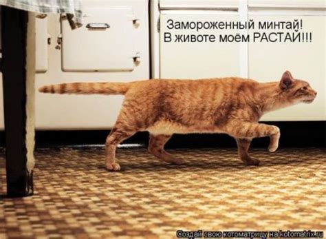 ﻿Замороженный минтай! В животе моём РАСТАЙ!!! / котоматрица / смешные ...