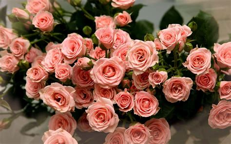 Wallpaper Hd Flowers Rose