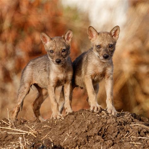 Golden Jackal Pups