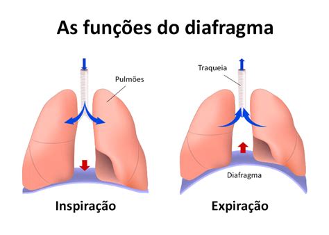 Qual A Função Do Diafragma - O diafragma | TMG - Helder Monteiro