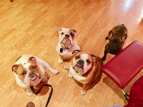 Are Bulldog Puppies Aggressive