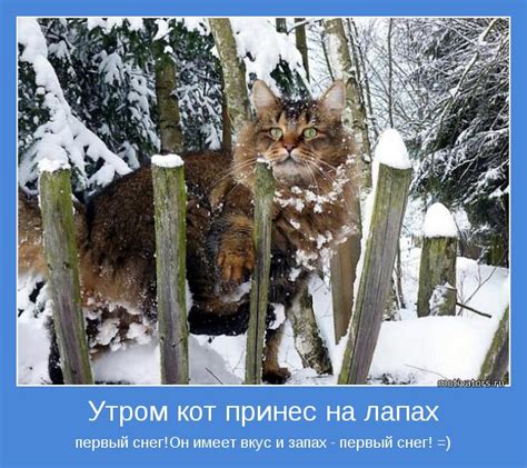 Утром кот принес на лапах | Позитивные мотиваторы