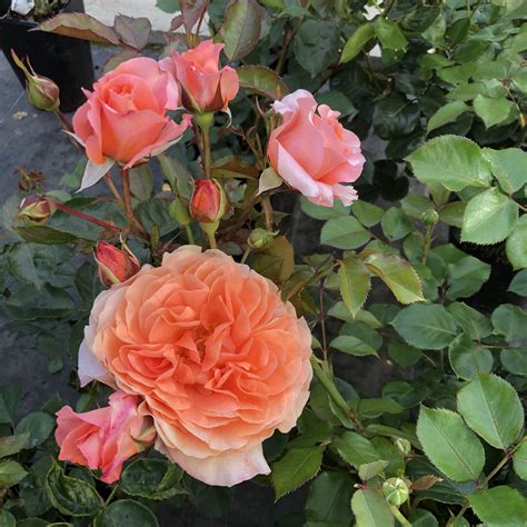 Gemma rose | Peach Floribunda rose | Style Roses