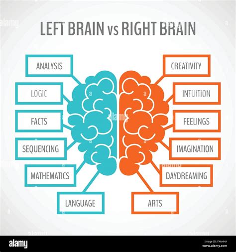 Brain hemispheres infographics Stock Vector Image & Art - Alamy