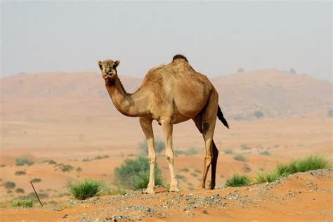 Ignoring climate change will lead to "ultra-extreme" heatwaves - Earth.com