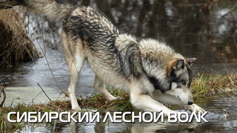Сибирский лесной волк. Описание вида, фото - YouTube