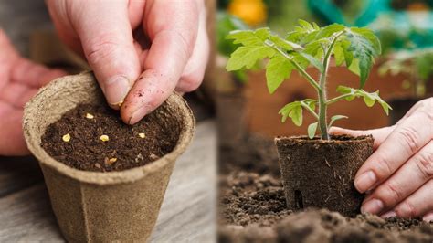 Starting Seeds vs. Buying Plants: Which is Better? 