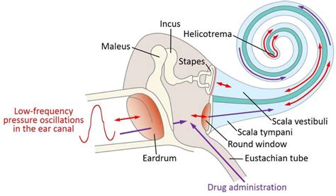 Local drug delivery to the entire cochlea without breaching its ...
