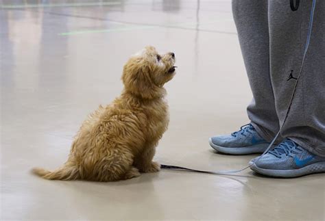 animal rescue league iowa 2