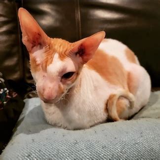 Welcome - Cornish Rex Friends